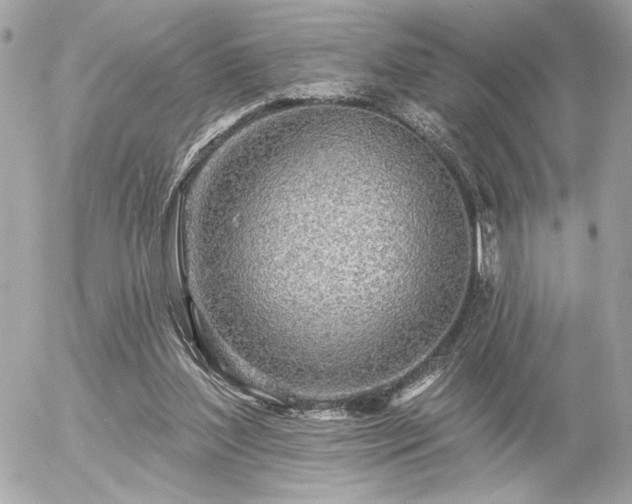 X0000055520204200508191554