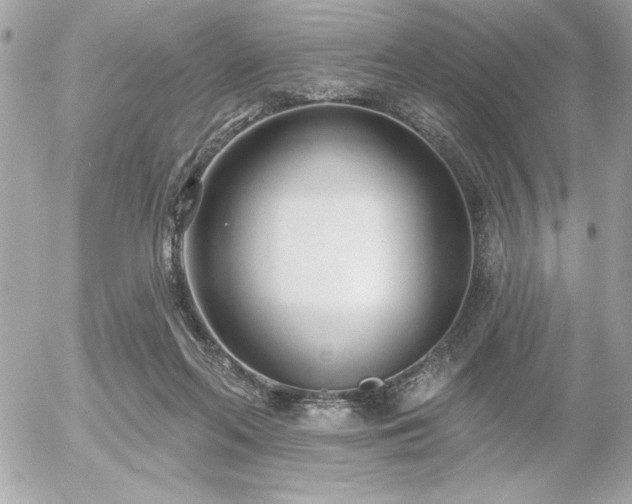 X0000055520214200508191554