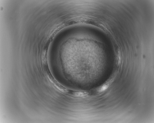 X0000055520239200508191553