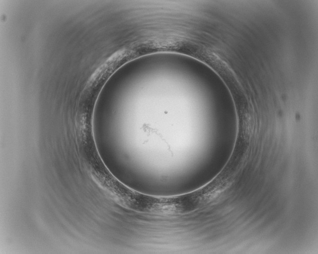 X0000055520260200508191553