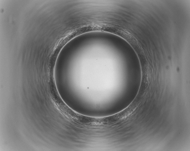 X0000055520496200508191549