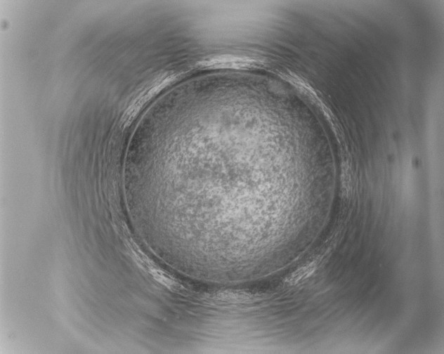 X0000055520529200508191548