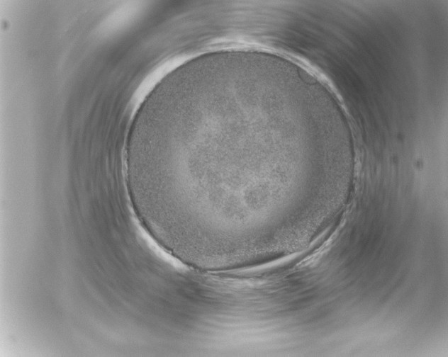 X0000055521239200508191537