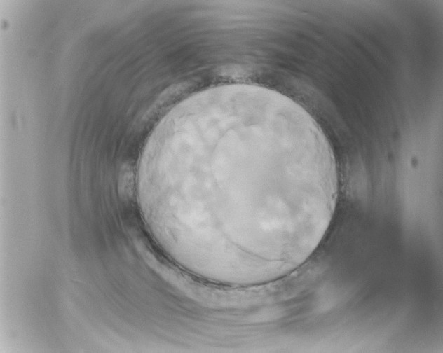 X0000055520036200508262217