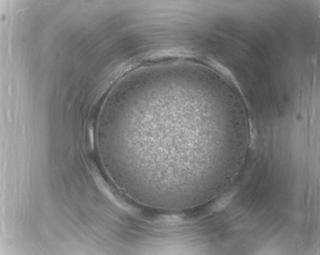 X0000055520061200508262216