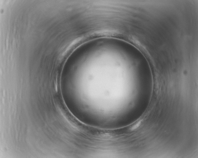 X0000055520062200508262216