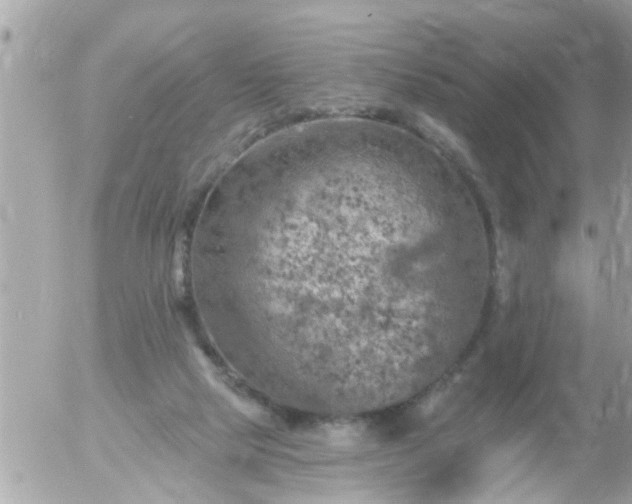 X0000055520065200508262216