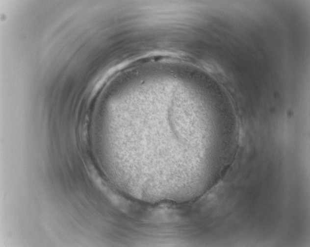 X0000055520098200508262216