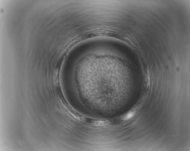 X0000055520239200508262213