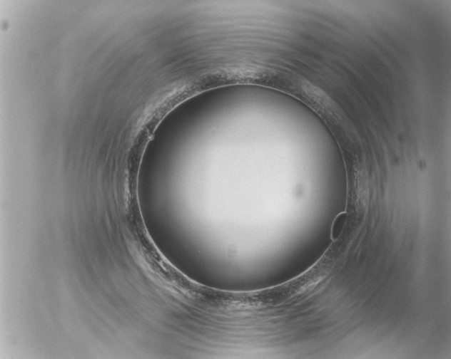 X0000055520494200508262209