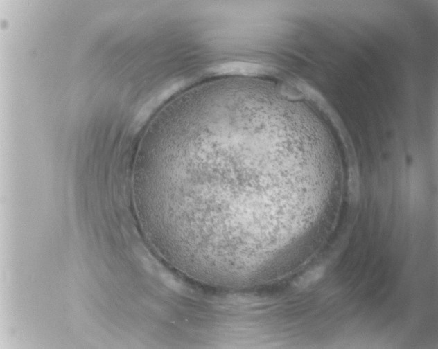 X0000055520529200508262208