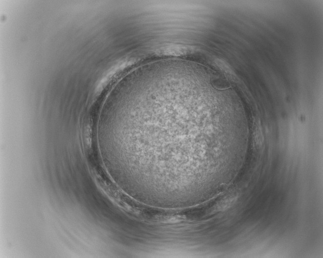 X0000055520683200508262206