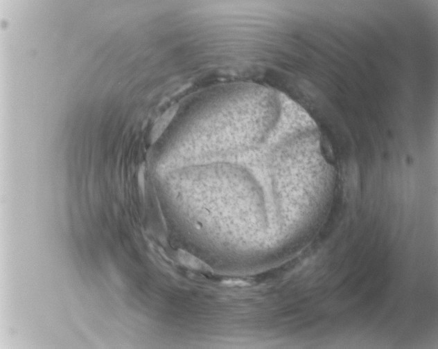 X0000055520770200508262204