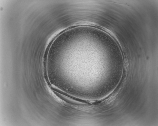 X0000055520995200508262201