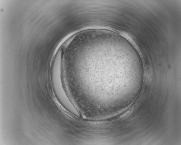 X0000055521004200508262201