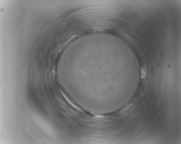 X0000055521011200508262200