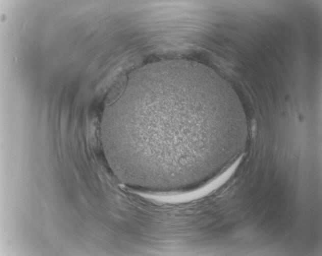 X0000055521059200508262200