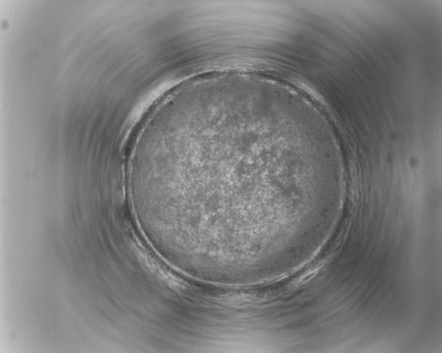 X0000055521075200508262200