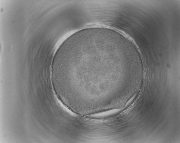 X0000055521239200508262157