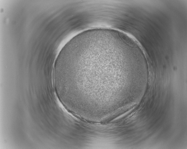 X0000055521295200508262156