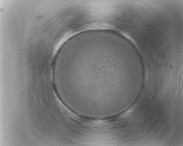 X0000055521459200508262153