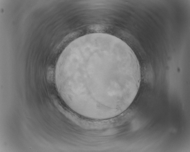 X0000055520036200509022135