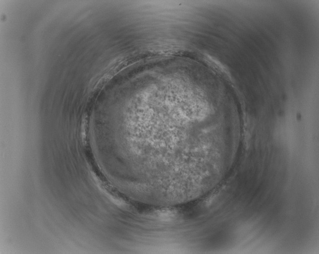 X0000055520065200509022134