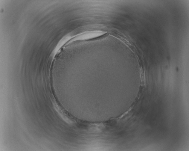 X0000055520099200509022134