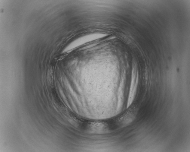 X0000055520218200509022132