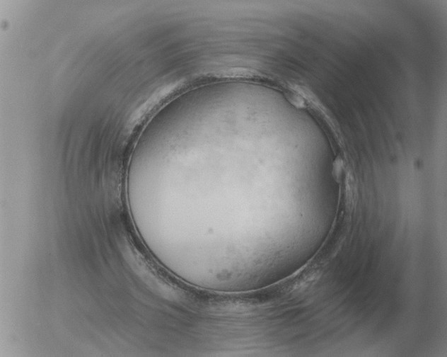 X0000055520533200509022126