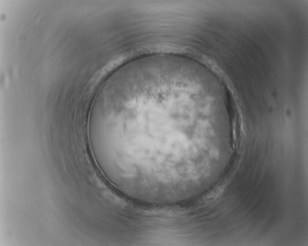 X0000055520625200509022124