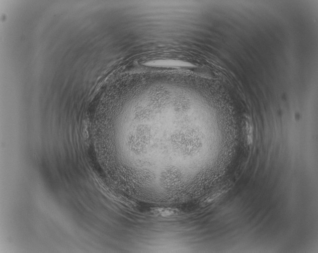 X0000055520654200509022125