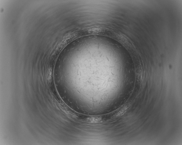 X0000055520660200509022125