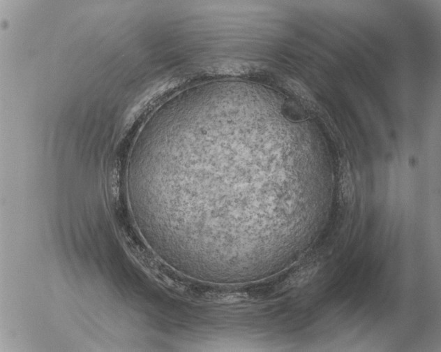 X0000055520683200509022124