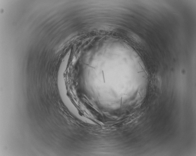 X0000055520774200509022123