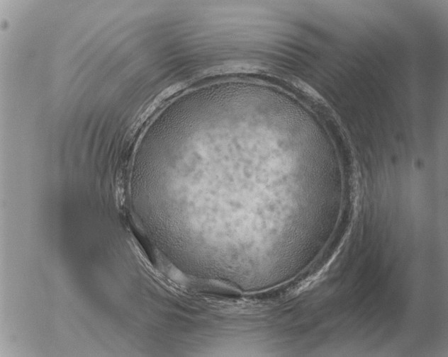 X0000055520929200509022120