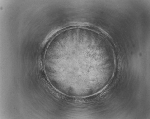 X0000055521215200509022115