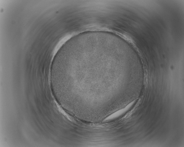 X0000055521231200509022115