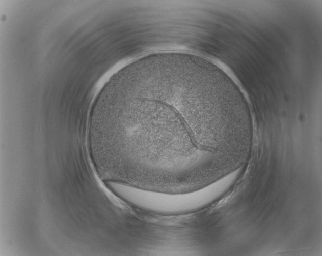 X0000055521245200509022115