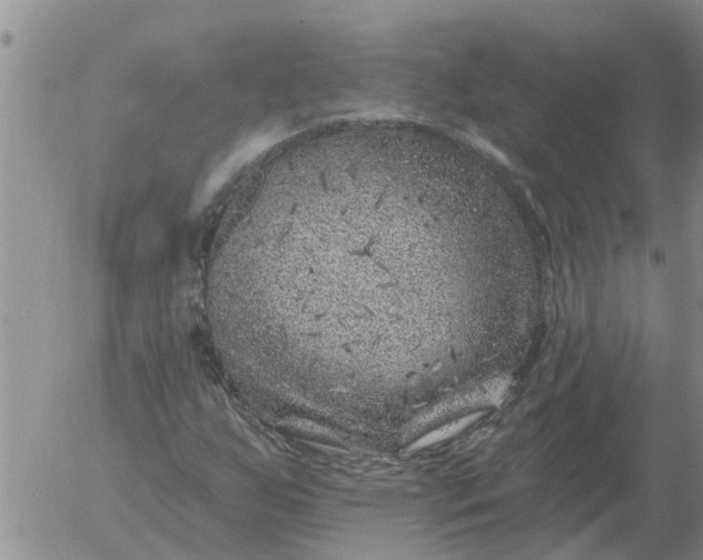 X0000055521255200509022114