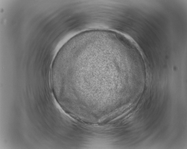 X0000055521295200509022114