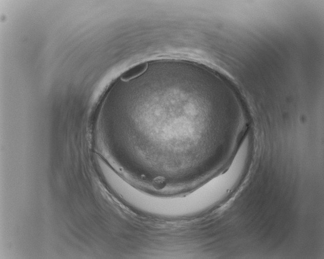 X0000055521506200509022110