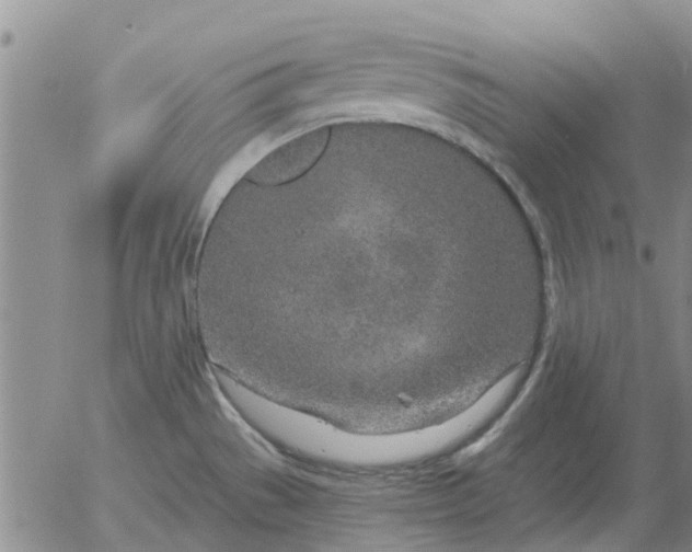 X0000055521529200509022110