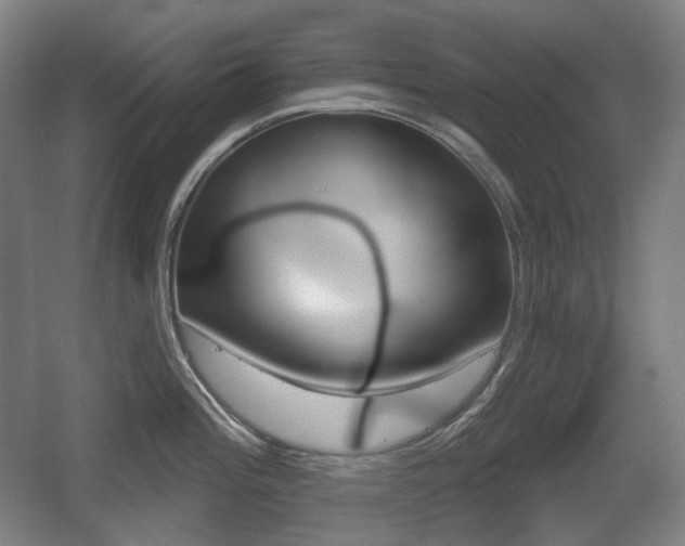 X0000055971196200508190655