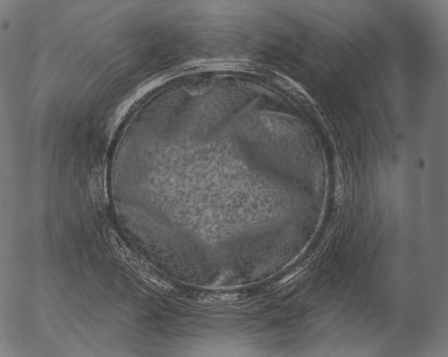 X0000055971174200509021539