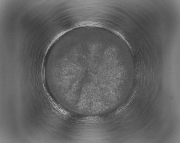 X0000055971125200509091437