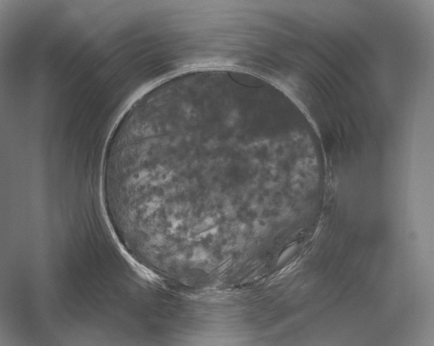 X0000055971245200509091436