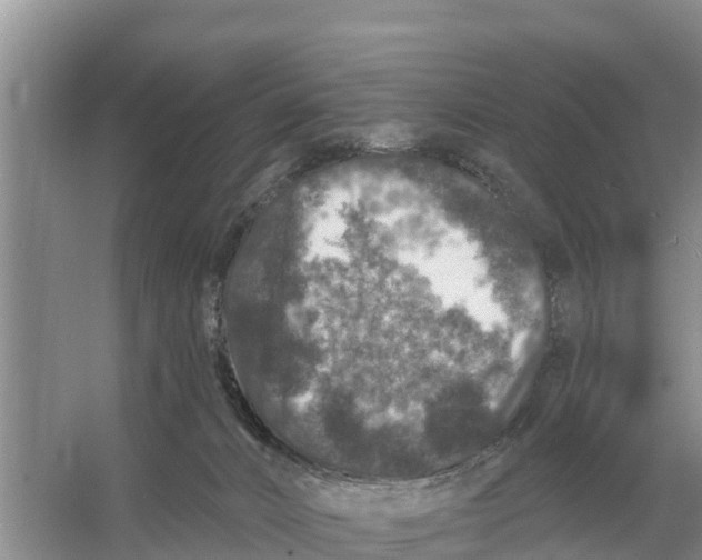 X0000055970032200509162210