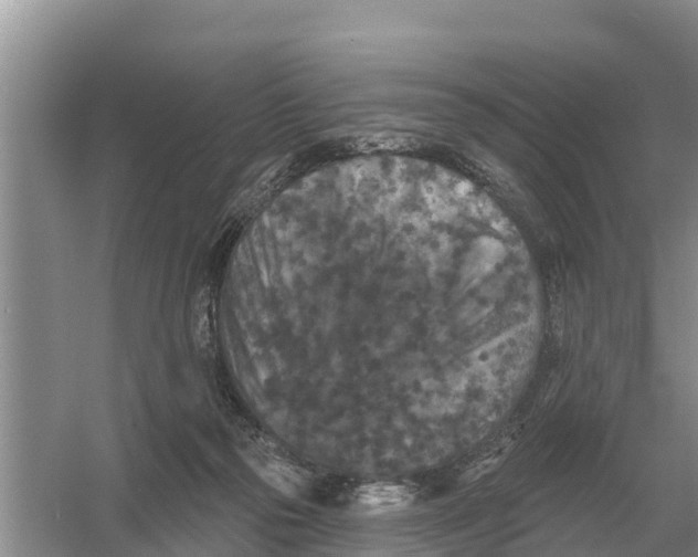 X0000055970169200509162208