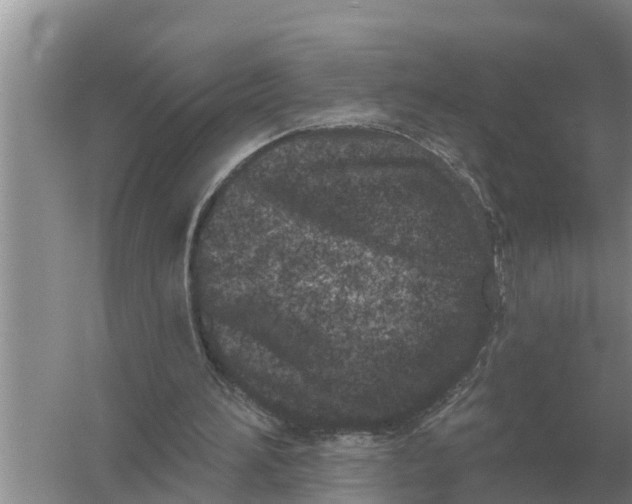 X0000055970196200509162207